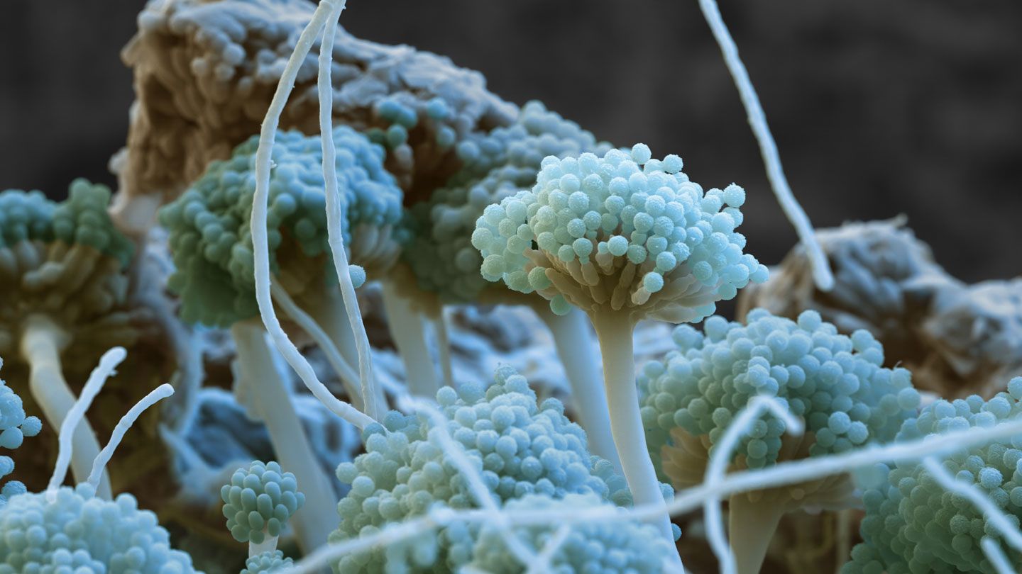 Грибок Aspergillus flavus